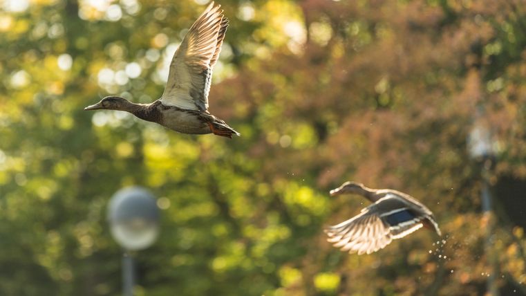 Zwei Enten fliegen durch einen sonnigen Park. Die Bäume im Hintergrund zeigen wunderschöne Herbstfarben.