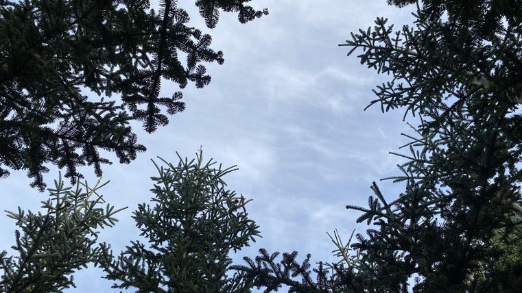 A view of the sky through the branches of coniferous trees. The sky is overcast and shows light cloud formations.