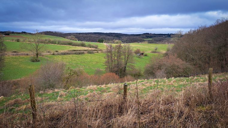 Een uitgestrekt landschap met groene weilanden en af en toe een boom. De lucht is bewolkt en de sfeer is rustig.