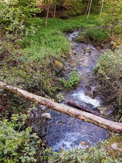 A clear stream flows through a green, wooded landscape. Above the water lies a fallen tree trunk.