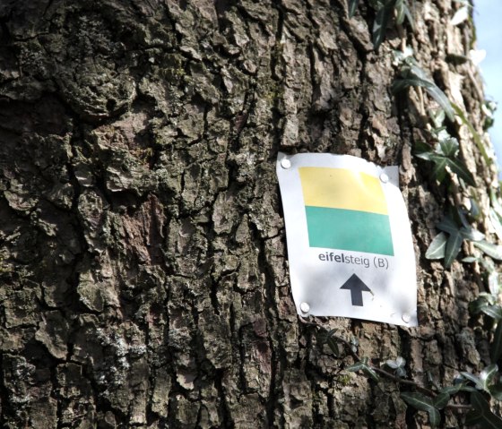 Eifelsteig-Markierung an einem Baum in Belgien. Gelbes und grünes Quadrat mit Pfeil nach oben. Umgeben von Efeu und Baumrinde., © Eifel Tourismus
