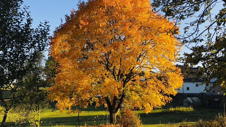 Ein leuchtend orangefarbener Baum steht in einem grünen Garten. Der klare Himmel und die herbstlichen Blätter schaffen eine wunderschöne Atmosphäre.