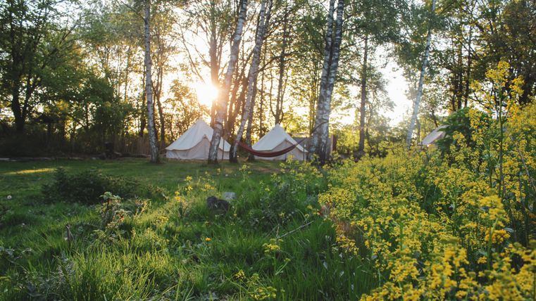 Een idyllisch kampeerlandschap met tenten tussen de bomen. Op de voorgrond bloeien gele bloemen in het groene gras.