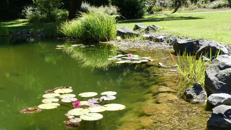 Ein ruhiger Teich mit Seerosen und grünem Gras im Hintergrund. Die Umgebung ist von Bäumen und Sträuchern umgeben.