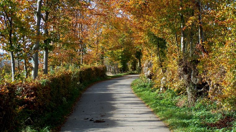 Ein schmaler Weg führt durch eine herbstliche Landschaft mit bunten Bäumen und Hecken.
