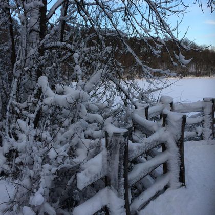 Eine verschneite Landschaft mit einem Holzzaun und kahlen Bäumen. Der Himmel ist klar und zeigt ein wenig Licht.
