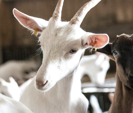 Vulkanhof Ziegen, &copy; Andreas Goltz | phormat.de