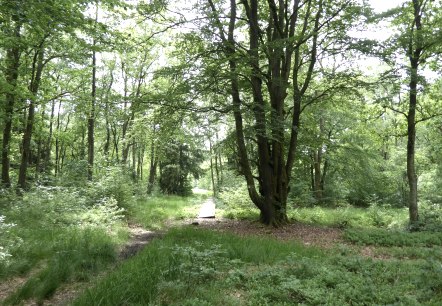 Moore-Pfad Schneifel, © Tourist-Information Prümer Land
