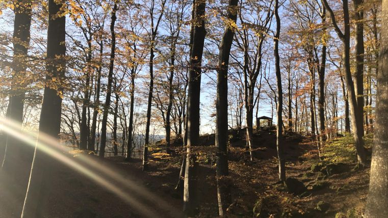 Autumn forest with sun rays shining through the trees. The ground is covered with foliage, and in the background, rocks can be seen.