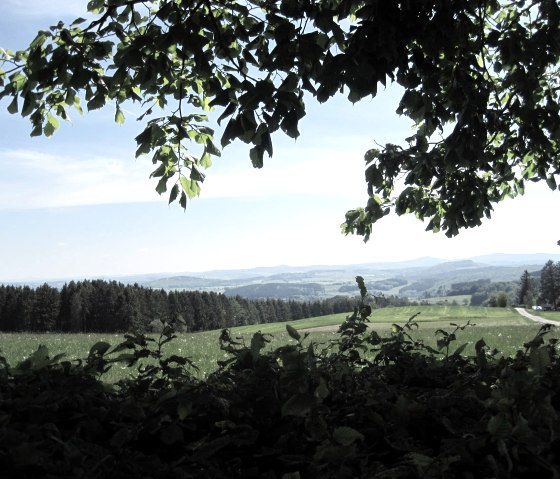 Blick &uuml;ber gr&uuml;ne Felder und W&auml;lder in der Eifel, im Vordergrund ein Baum mit Bl&auml;ttern. Der Himmel ist blau mit wenigen Wolken., &copy; Touristik GmbH Gerolsteiner Land, Ute Klinkhammer