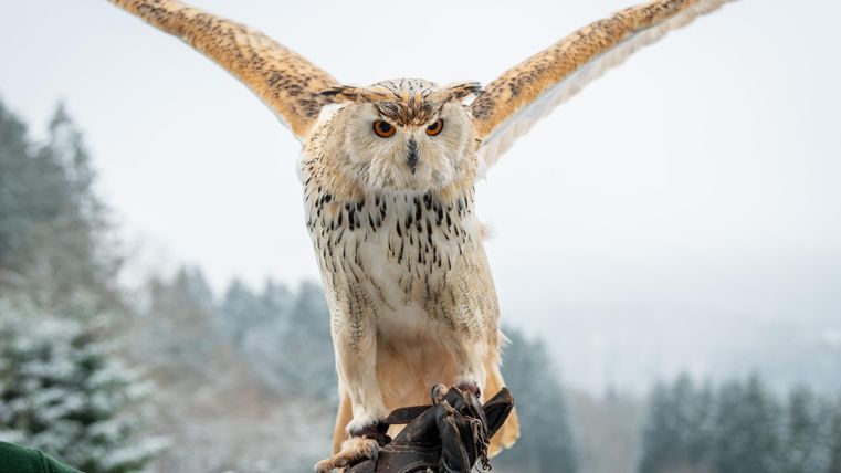 Een majestueuze uil met uitgespreide vleugels zit op een handschoen. Het winterse landschap op de achtergrond is bedekt met sneeuw en lijkt rustig.