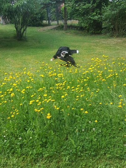 Ein Hund spielt in einem bunten Blumenfeld mit vielen gelben Blumen. Die Umgebung ist grün und wirkt einladend.
