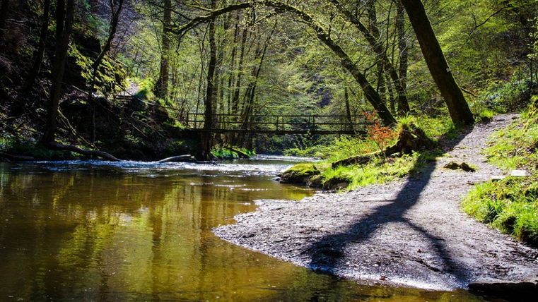 A quiet river flows through a green forest with plenty of sunshine. In the background, a small footbridge is visible.