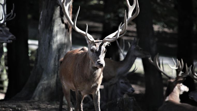 Ein majestätischer Hirsch mit großen Geweihen steht im Waldbereich. Im Hintergrund sind weitere Hirsche und Bäume sichtbar.