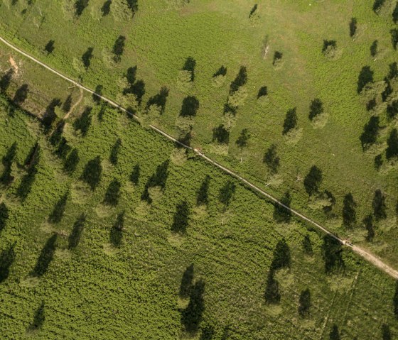 De Struffelt Heide, © Eifel Tourismus GmbH, Dominik Ketz