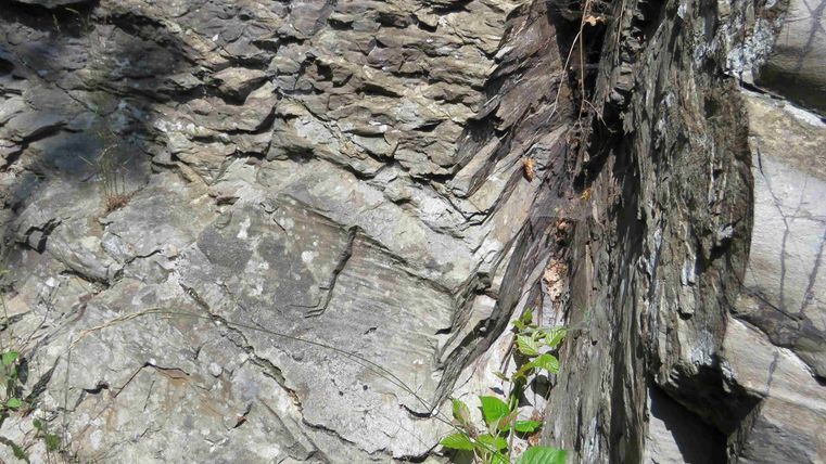 Eine felsige Oberfläche mit strukturierten Schichten ist zu sehen. Grüne Pflanzen wachsen am Rand des Steins.