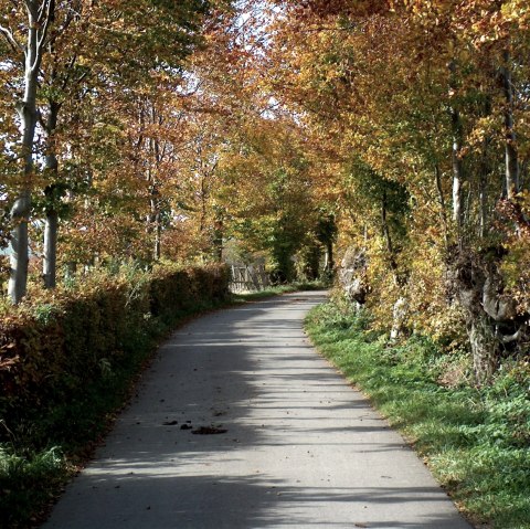 Herbstlicher Weg gesäumt von bunten Bäumen und Hecken, ideal für eine Wandertour., © Monschauer Land