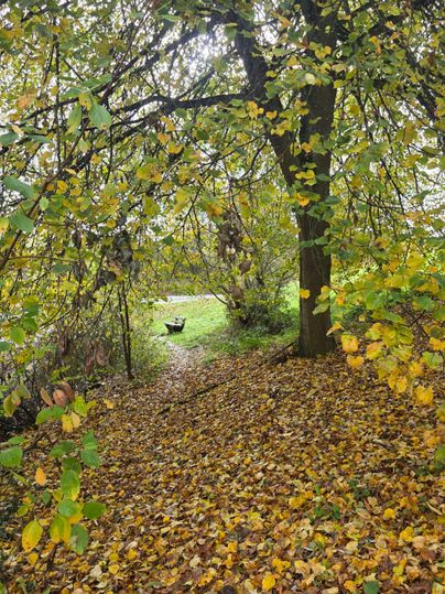 Een schilderachtig pad in de herfst, omgeven door kleurrijke bladeren en bomen. Op de achtergrond is een groene weide te zien.