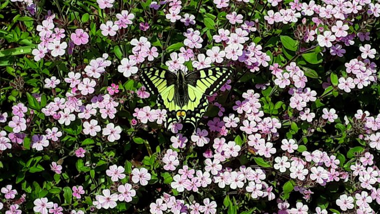 A beautiful butterfly on a flower field with pink blossoms. The scene radiates joyful life and a splash of colors.