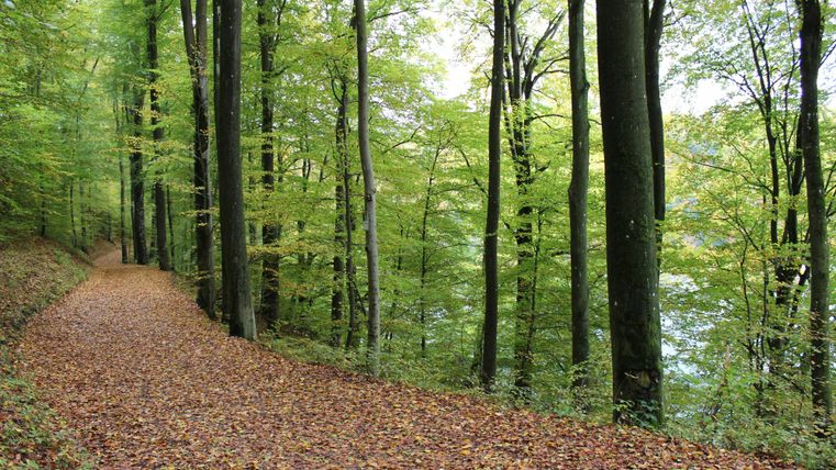 A quiet forest path with colorful leaves and tall trees. The atmosphere is peaceful and inviting.