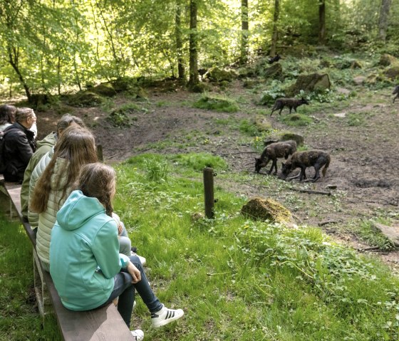 Wolsfütterung erleben, Adler- und Wolfspark, © Eifel Tourismus GmbH, Dominik Ketz
