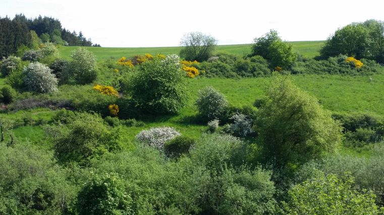 Eine grüne Landschaft mit verschiedenen Bäumen und Sträuchern. Bunte Blumen blühen zwischen dem dichten Grün.