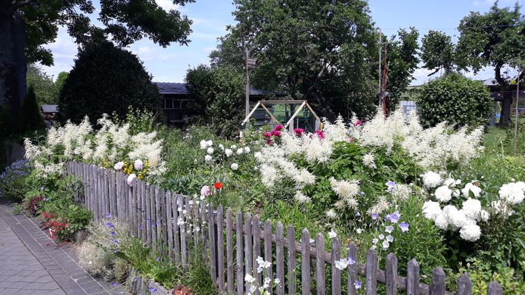 A blooming garden with colorful flowers and a wooden fence. In the background, there are trees and a playground swing visible.