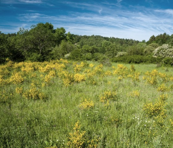 Yellow broom bushes bloom on a green meadow, surrounded by trees, under a clear blue sky on the Dreiborn plateau., © Dominik Ketz - Stadt Schleiden
