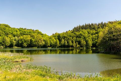 Ein ruhiger See umgeben von sattem, grünem Wald. Der Himmel ist klar und blau, ideal für einen entspannten Tag in der Natur.