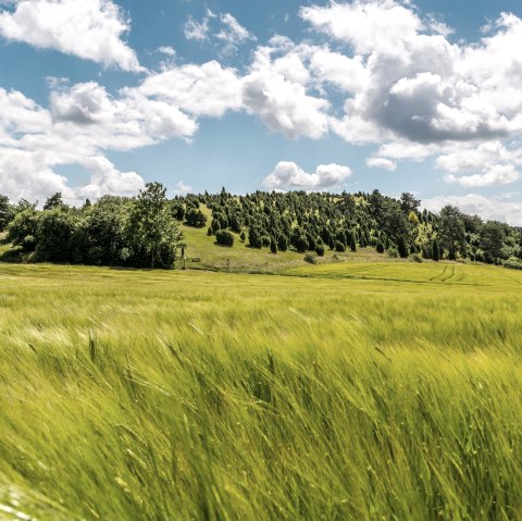 Blick zum kalvarienberg mit Wacholderheiden, © Foto Achim Meurer
