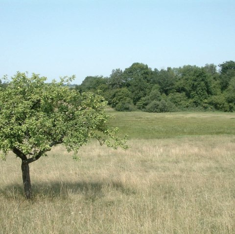 Hinkelsmaar, &copy; GesundLand Vulkaneifel GmbH