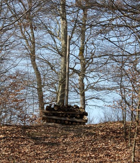 Ein kleiner Holzstapel liegt im Wald, umgeben von Bäumen ohne Blätter. Der Himmel ist blau und klar.