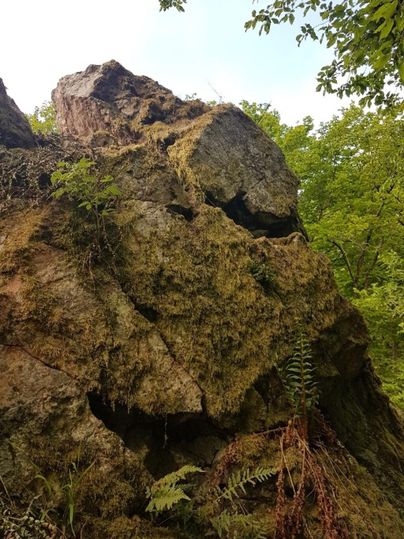 A large, moss-covered rock in a green forest. Surrounded by plants and trees.