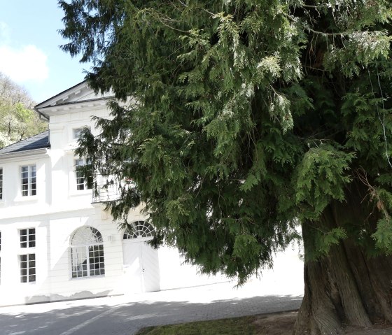 Lebensbaum am Kurf. Schl&ouml;&szlig;chen Bad Bertrich, &copy; GesundLand Vulkaneifel GmbH