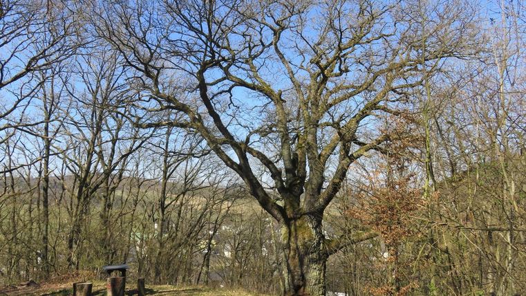 Een grote, kale boom staat in een bos met andere bomen die herfstkleuren hebben. De lucht is helder en blauw.