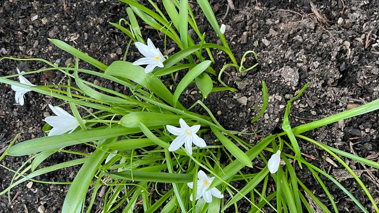 Een bloempot met groene grasachtige planten en kleine witte bloemen. Op de achtergrond zijn enkele andere planten te zien.