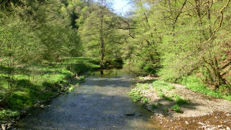 Ein klarer Fluss fließt durch eine grüne, bewaldete Landschaft.