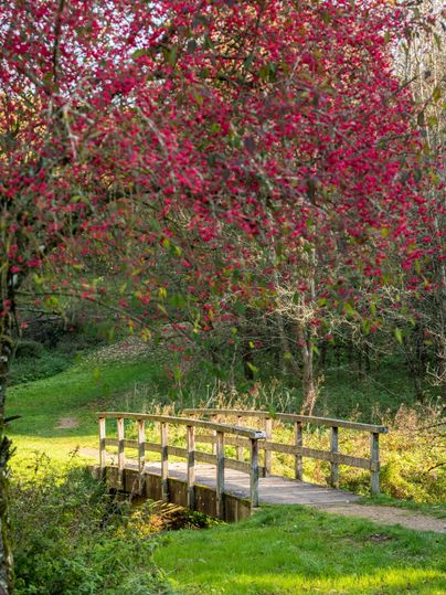 <p>Hiking trail over wooden bridge, tree with red flowers in the background</p>