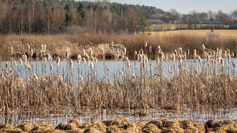 Ein ruhiger Landschaft mit einem Gewässer und hohen Schilfpflanzen. Im Hintergrund sind Bäume und Felder zu sehen.