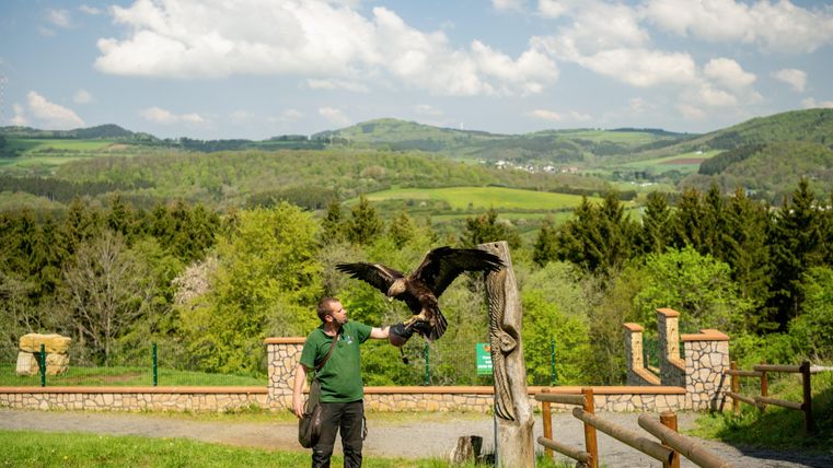 Een valkenier staat in de natuur en houdt een krachtige roofvogel op zijn hand. Op de achtergrond strekt zich een groene landschap uit met zachte heuvels.