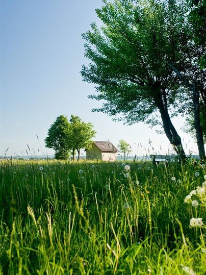 Een groene weide met bloeiende planten en twee bomen. Op de achtergrond staat een klein huis onder een heldere blauwe lucht.