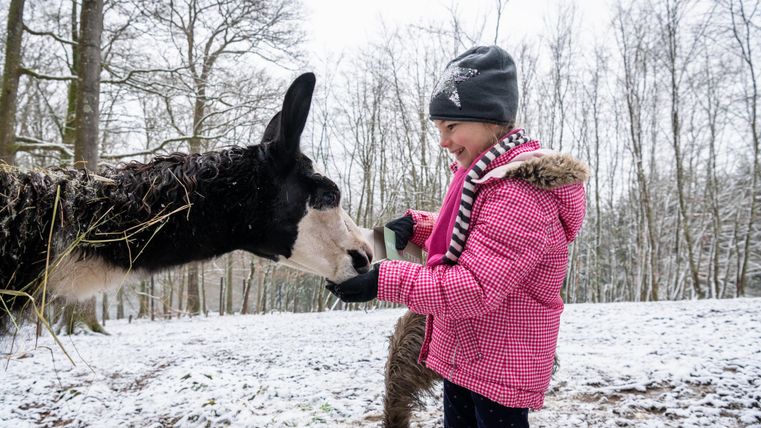 Een meisje in een roze winterjas staat in een besneeuwd landschap en voert een lam. Op de achtergrond zijn met sneeuw bedekte bomen zichtbaar.