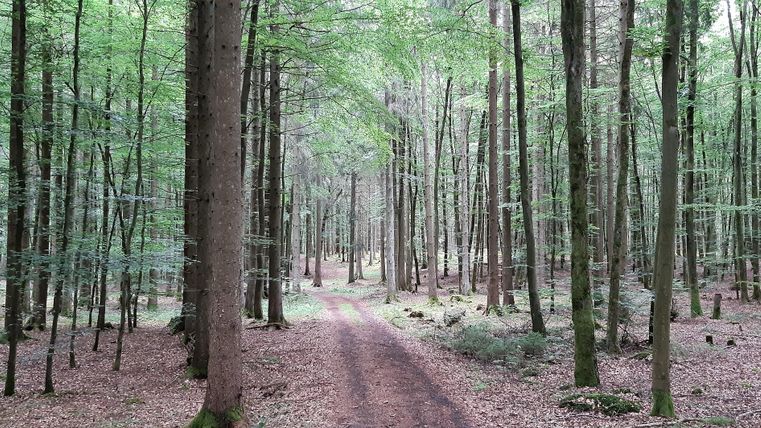 Een rustige bosweg, omringd door hoge bomen en fris groen. De grond is bedekt met bladeren en geeft de scène een vredige sfeer.