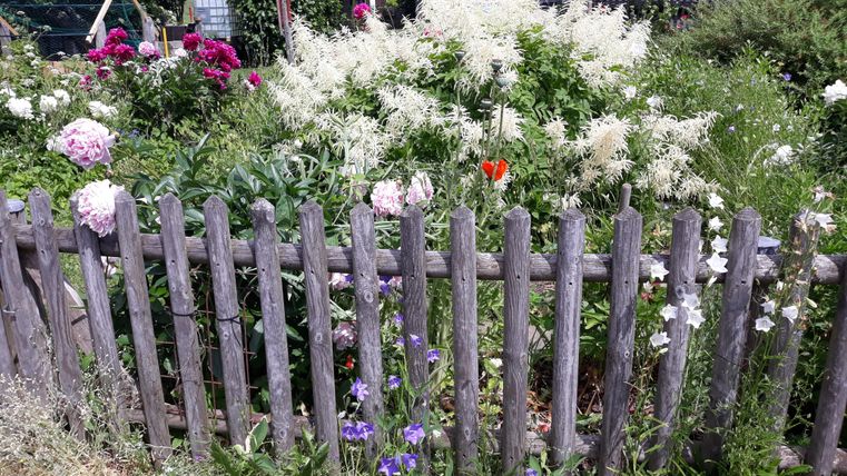 A colorful garden with various flowers and a wooden slatted fence. In the background, green plants and trees can be seen.