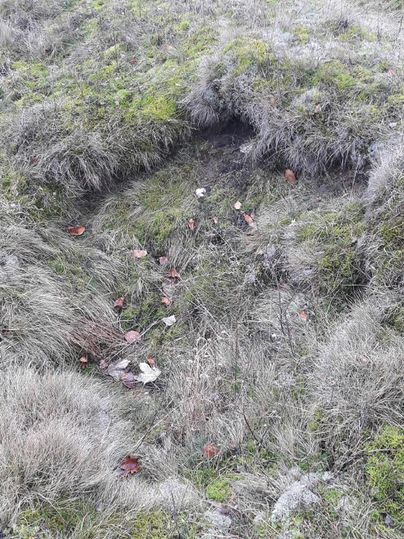Een begroeid veld met hoog gras en kleine, droge blaadjes. De grond vertoont een lichte verdieping.
