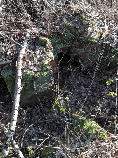 Een begroeide en met mos bedekte steen ligt in het dichte kreupelbos. Omgeven door droge bladeren en takken is de natuurlijke omgeving goed zichtbaar.