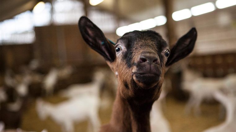 Eine neugierige Ziege steht im Vordergrund. Im Hintergrund sind mehrere andere Ziegen in einem Stall zu sehen.