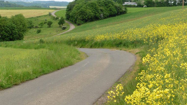 Eine kurvenreiche Straße verläuft durch eine grüne Landschaft. Gelbe Blumen blühen am Straßenrand.