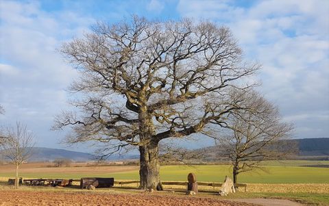 Ein großer, kahle Baum steht in einer offenen Landschaft. Im Hintergrund sind Felder und ein blauer Himmel sichtbar.