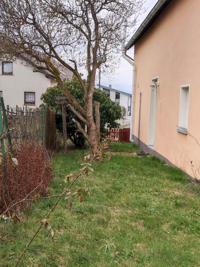 A small garden with a bare tree and green grass. In the background, a building can be seen.